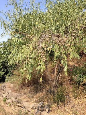 Post invitado: Los injertos en árboles frutales
