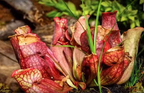 Vídeos Time Lapse, el fruto de la impaciencia
