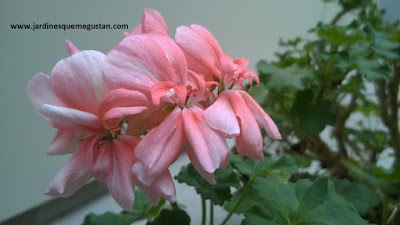 Pelargonium 2016