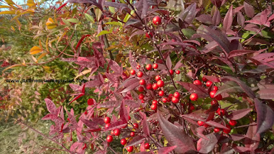 La nandina no se eclipsa