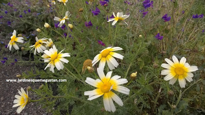 Rodal de plantas silvestres