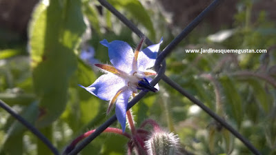 Borrajo (Borago officinalis), hierba espontánea