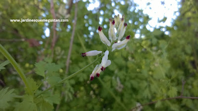 Palomilla (Fumaria officinalis), hierba espontánea