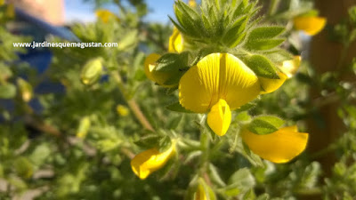 Malera (Ononis natrix), hierbas espontáneas