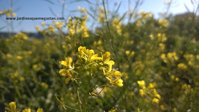 Diplotaxis muralis, hierbas espontáneas