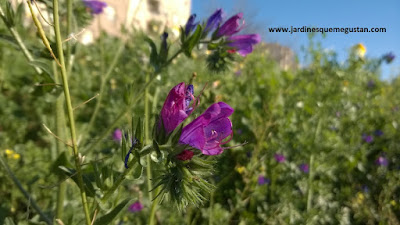 Viborera (Echium vulgare), hierbas espontáneas