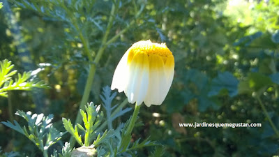 Margarita (Chrysanthemum coronarium),hierba espontánea