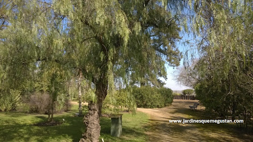 Falso pimentero (Schinus molle)