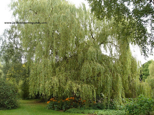 Sauce llorón (Salix babylonica)