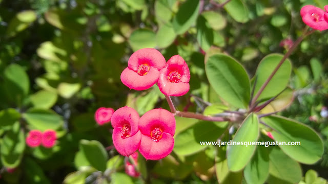 Euphorbia milli