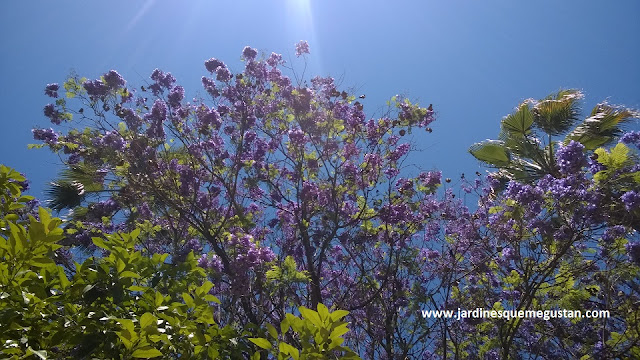 Jacaranda mimosifolia