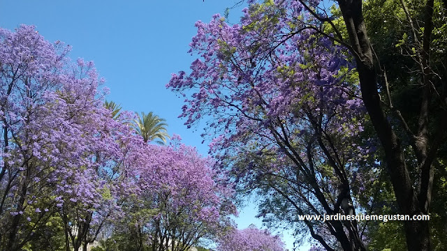 Jacaranda mimosifolia