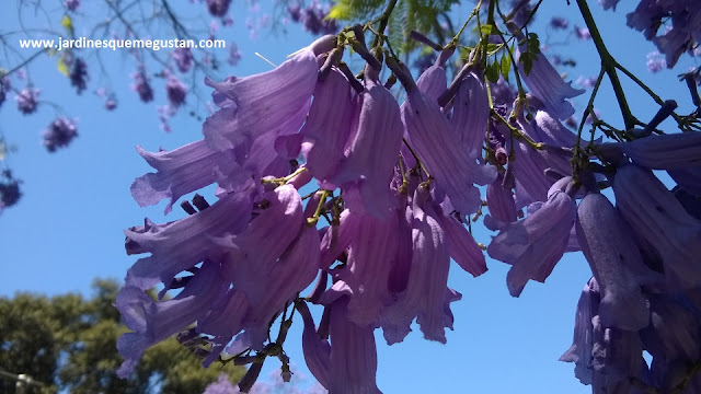 Flor de Jacaranda mimosifolia