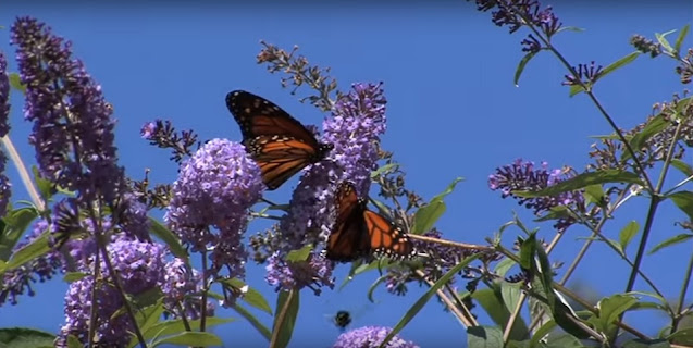 La erótica entre arte y jardín en Madoo Gardens