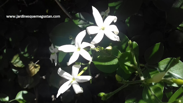 Jazmín Estrellado (Trachelspermum jasminoides)