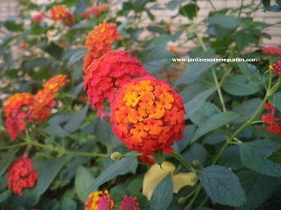 Lantana camara, arbusto de jardín