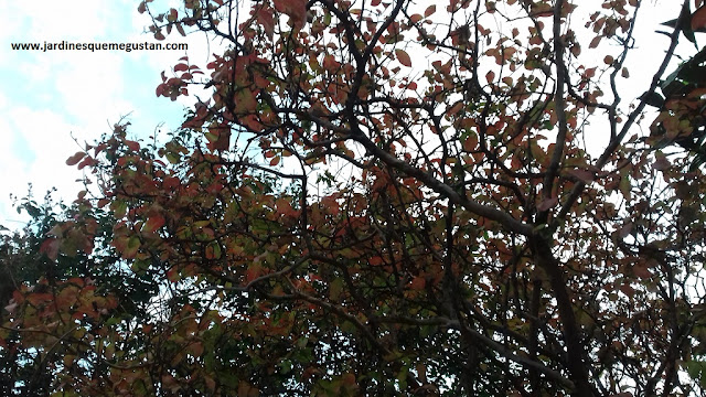 Júpiter (Lagestroemia indica)