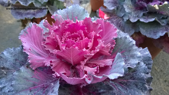 Col de Invierno (Brassica oleracea)