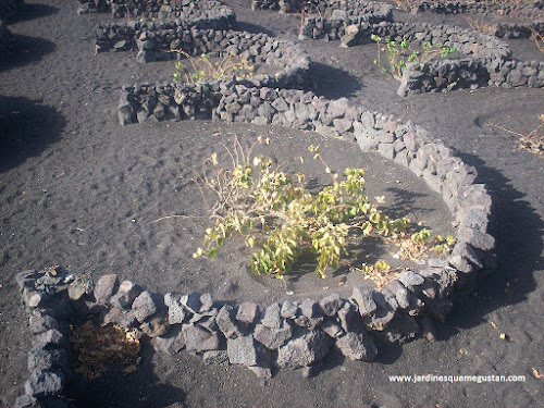 Lava, rocas, cactus y un jardín bonito
