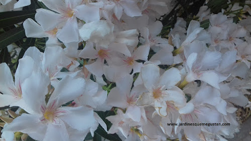 Adelfa (Nerium oleander)