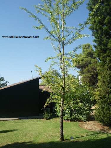 Ginkgo biloba en el Arboreto del Carambolo