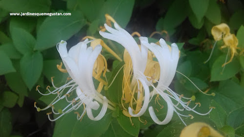 Madreselva (Lonicera japonica)