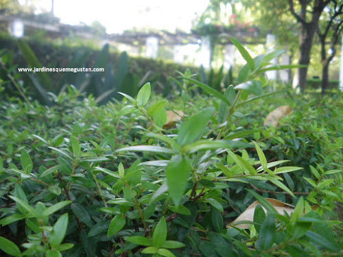 Arrayán (Myrtus communis)