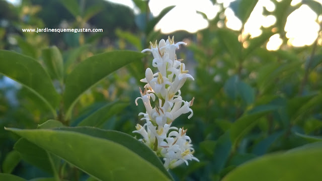 Troanilla en floración (Ligustrum ovalifolium)