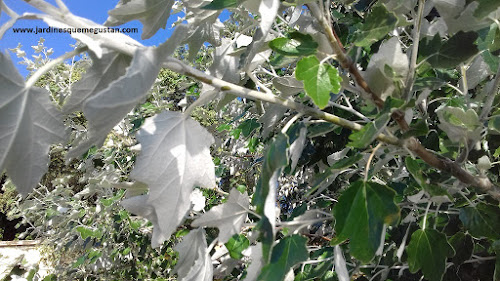 Hojas de álamo blanco