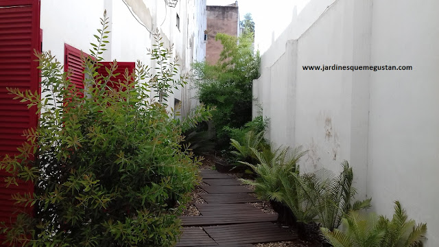 Patio ajardinado de manera contemporánea con bambú al fondo Patio ajardinado de manera contemporánea con bambú al fondo