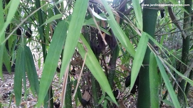 Masa arbustiva formada por cañas de bambú Masa arbustiva formada por cañas de bambú