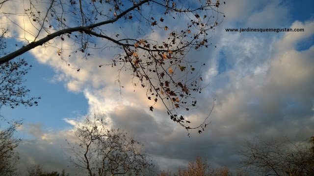 El ambiente condiciona el desarrollo de las especies vegetales El ambiente condiciona el desarrollo de las especies vegetales