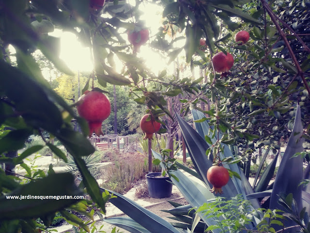 Granado fructificando (Punica granatum) en la Escuela de Jardinería