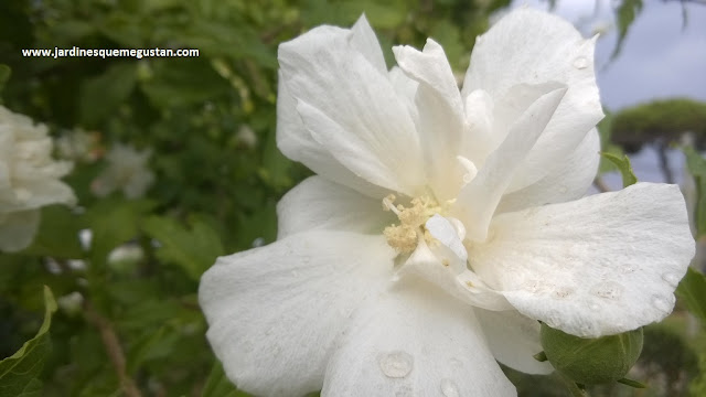 Altea (Hibiscus syriacus)