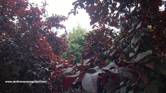 Ciruelo Japonés (Prunus ceresifera var. pisardii)