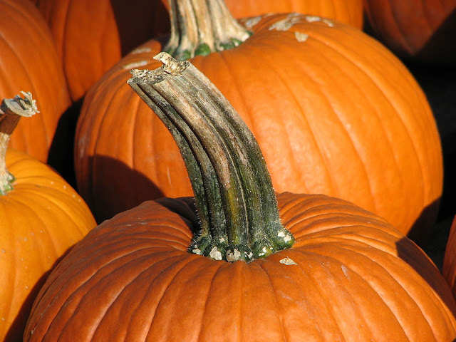 Calabaza (Cucurbita pepo subespecie pepo)