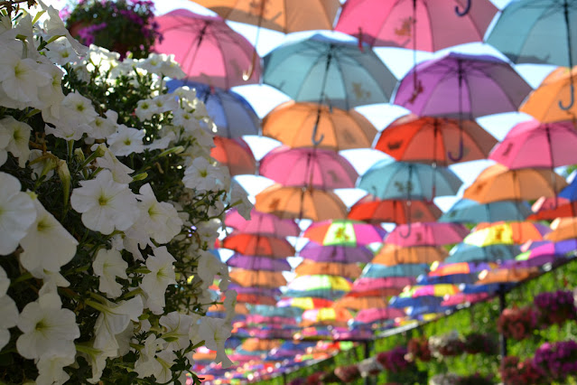 Miracle Garden