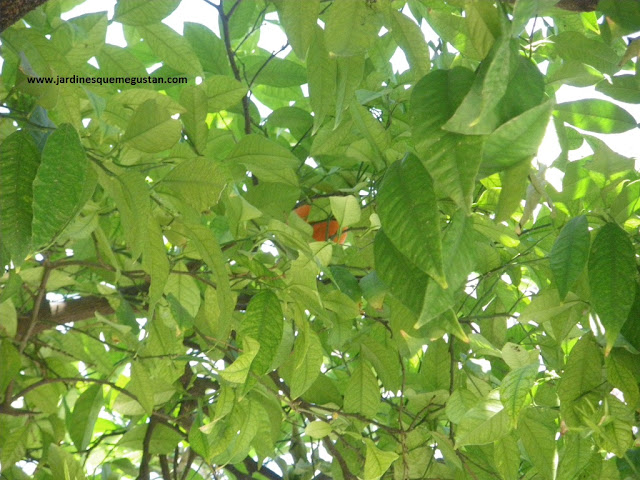 Naranjo Amargo (Citrus aurantium)