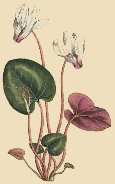 Cyclamen persicum