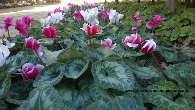 La flor que anuncia el invierno