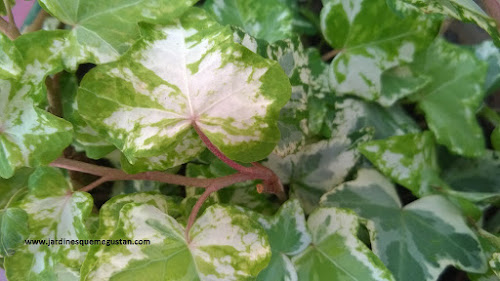 Hiedra (Hedera helix)