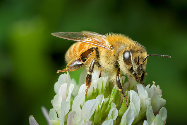 Abeja polinizadora