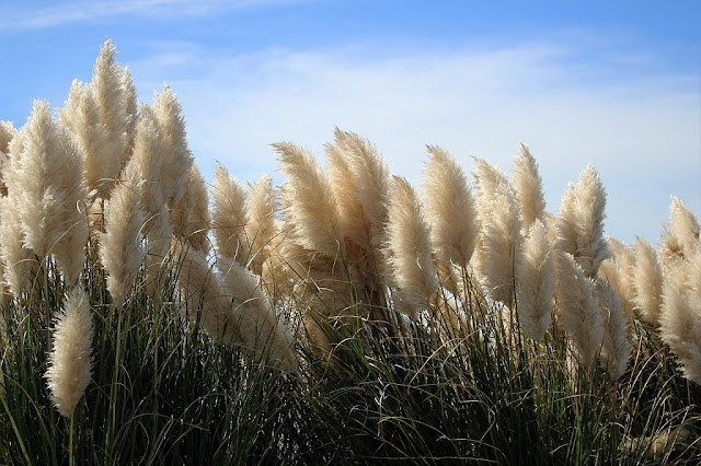 Hierba de la Pampa (Cortaderia selloana)