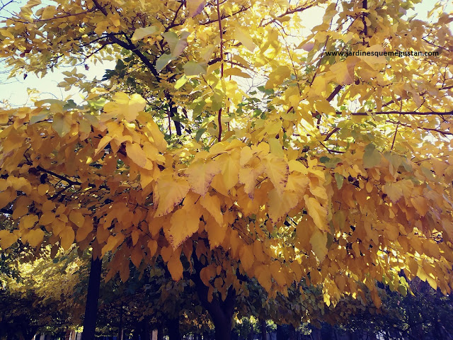 Morera en los Jardines de la Buhaira