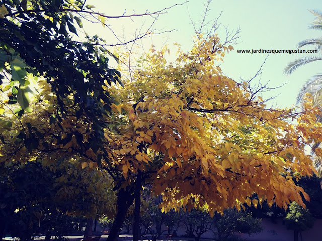 Morera en los Jardines de la Buhaira