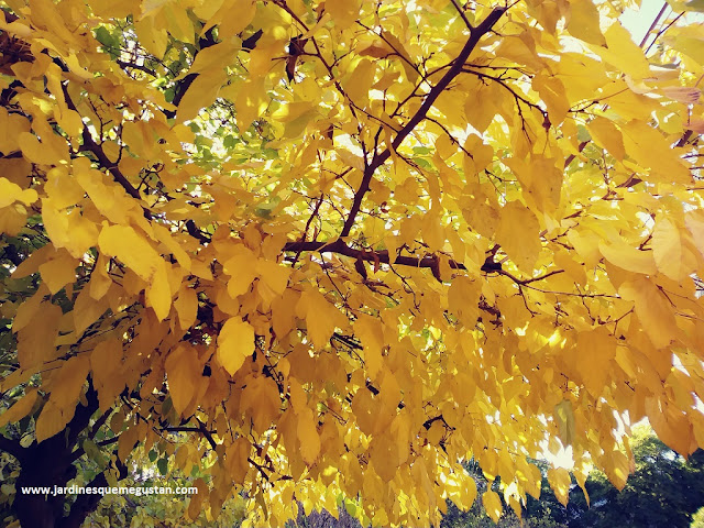 Morera en los Jardines de la Buhaira