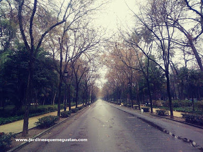 Una avenida de Sóforas inspiradora
