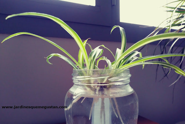 Estolones de Chlorophytum comosum