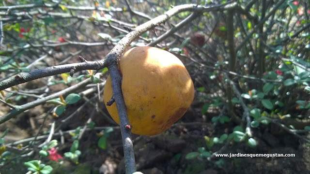 Fruto de Membrillero Japonés