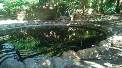 Estanque del Jardín Americano 